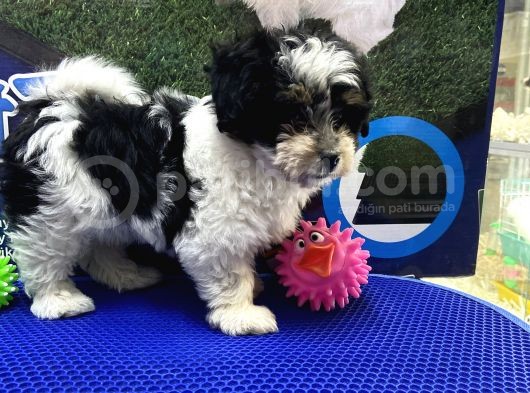 Morkie Yavrularımız